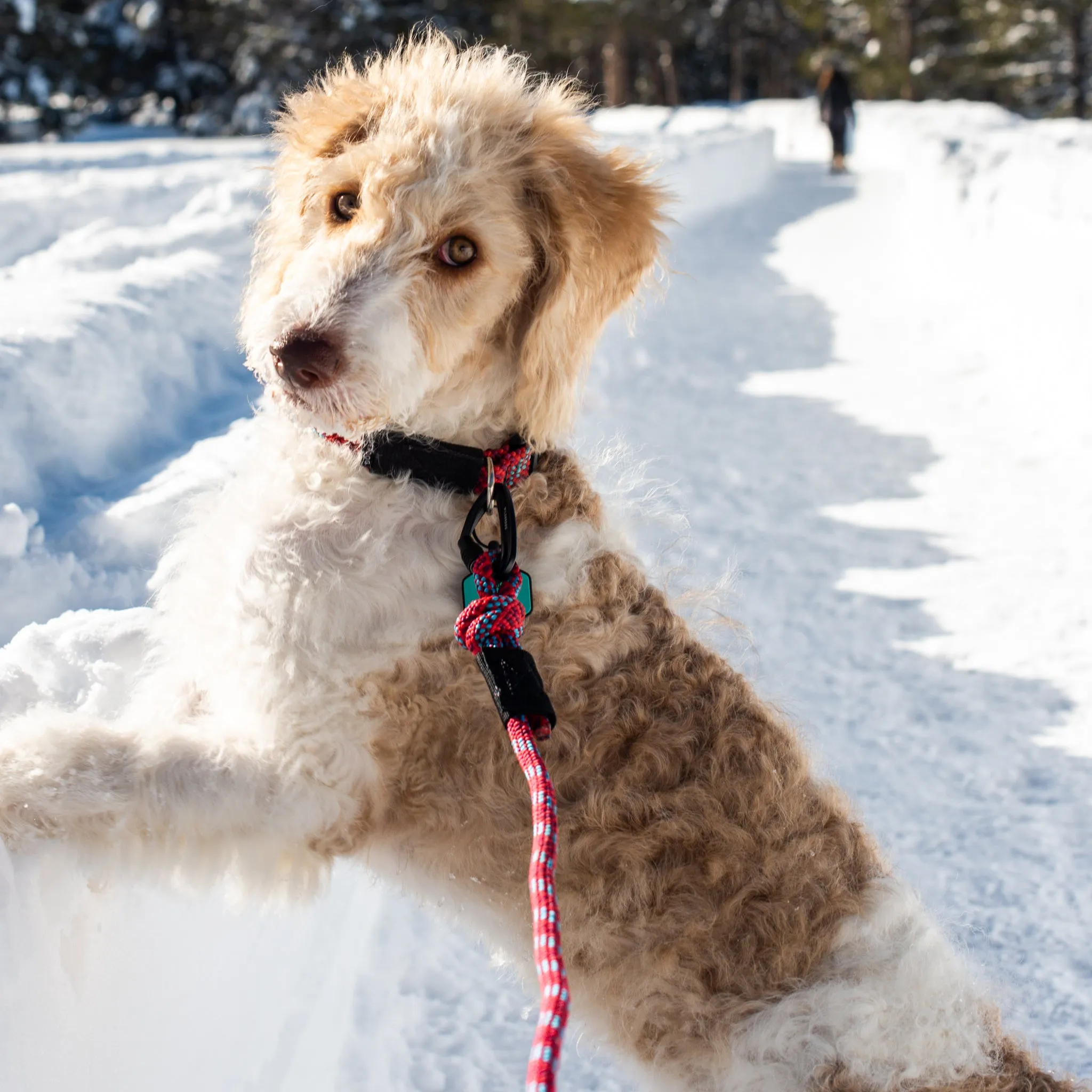 Maple Small Carabiner Leash