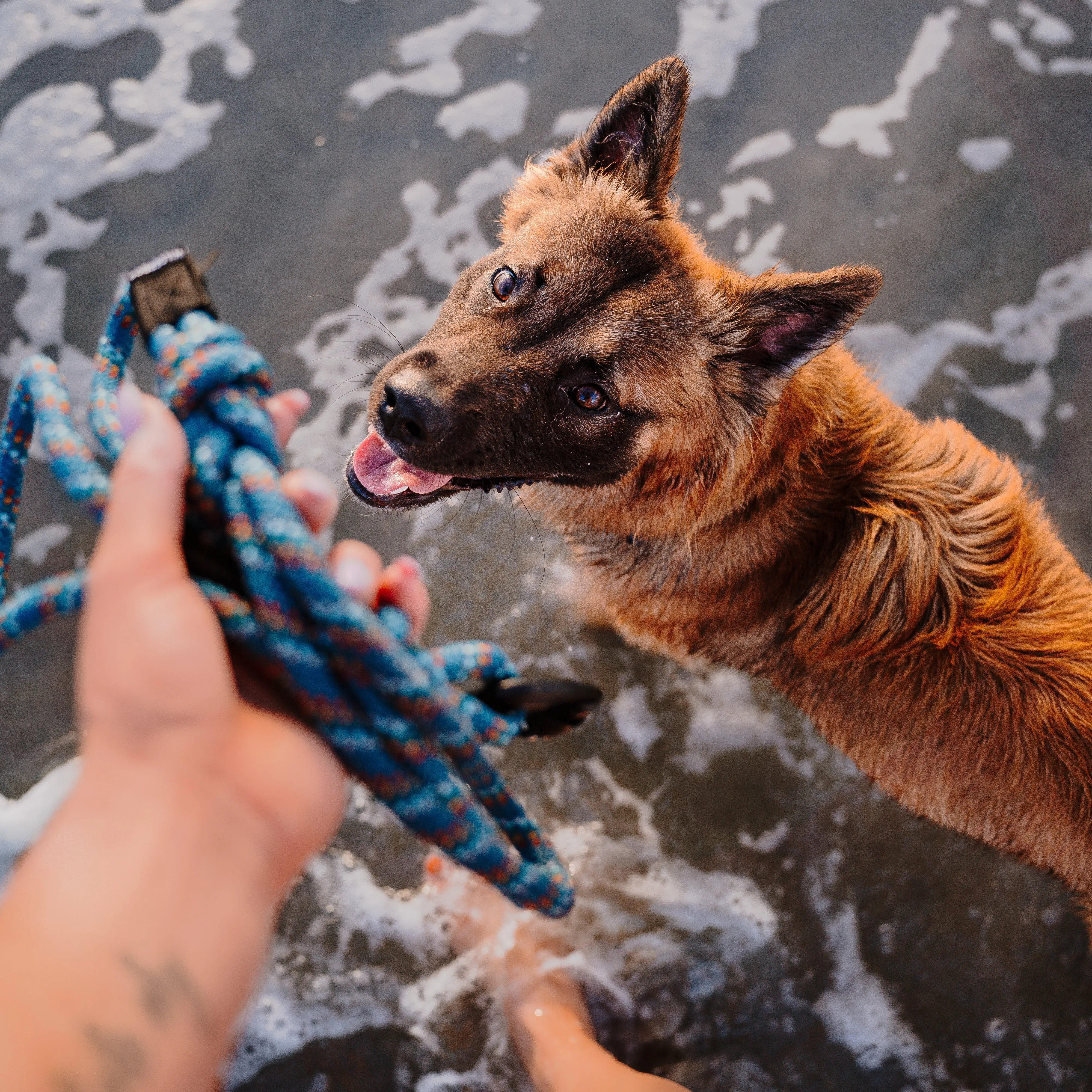 Pacific Blue Small Carabiner Reflective Leash